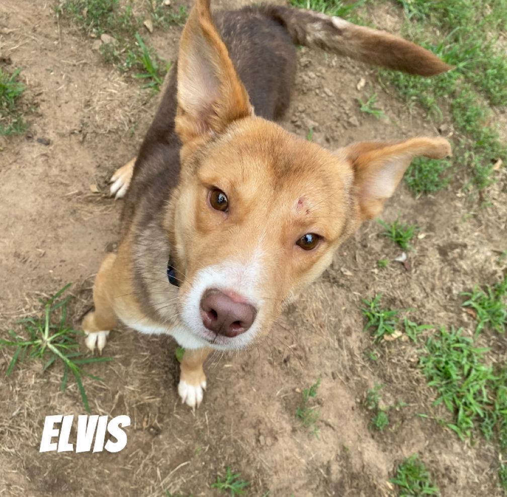 ELVIS photo 4