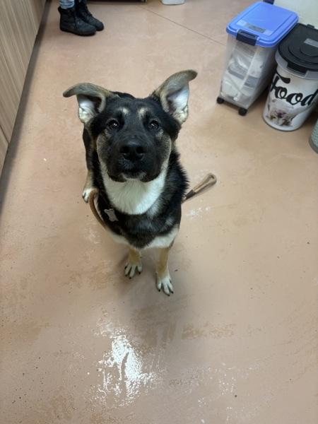 Enlarge Smooches, a Adoptable mixed breed in Kennewick, WA image 1/1