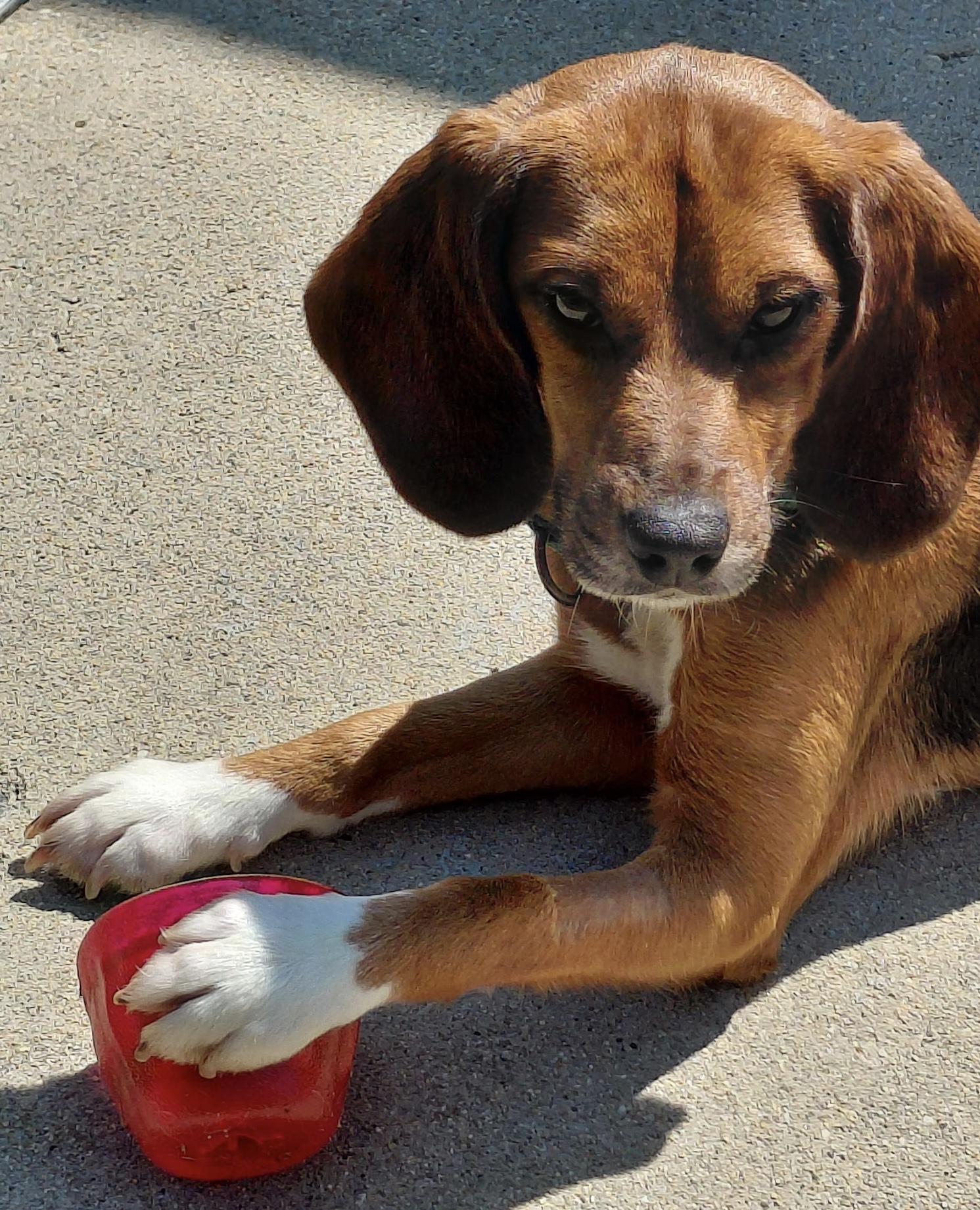 Tyra, a ADOPTABLE Beagle in South Plainfield, NJ image 3/3