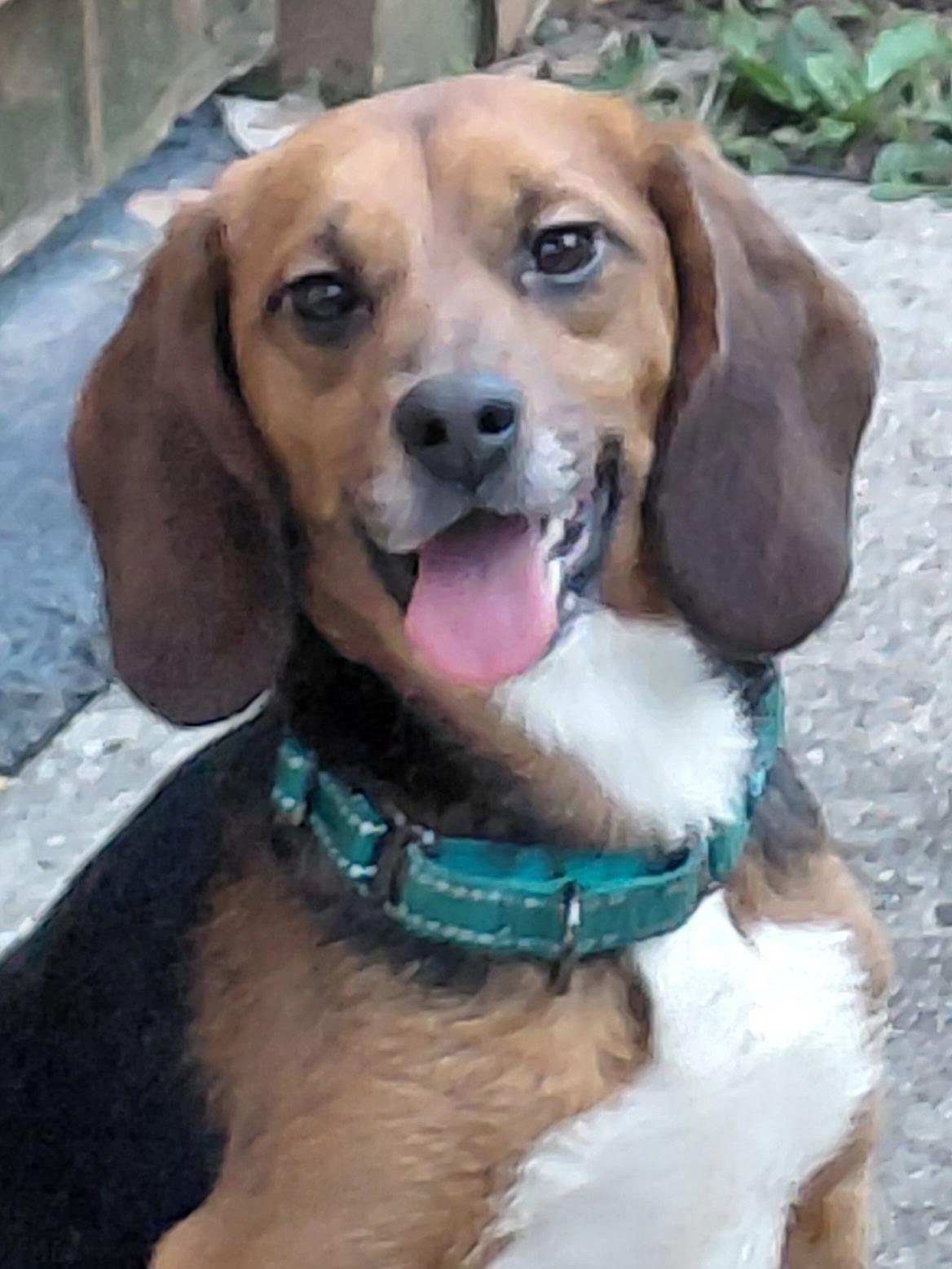 Tyra, a ADOPTABLE Beagle in South Plainfield, NJ image 1/3