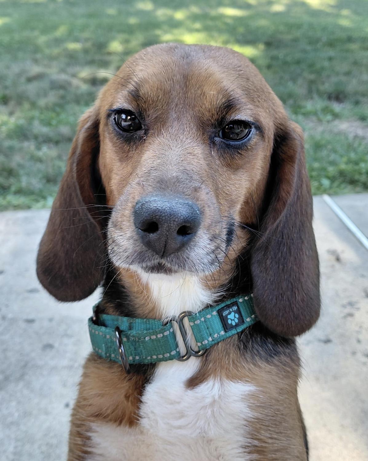 Tyra, a ADOPTABLE Beagle in South Plainfield, NJ image 2/3