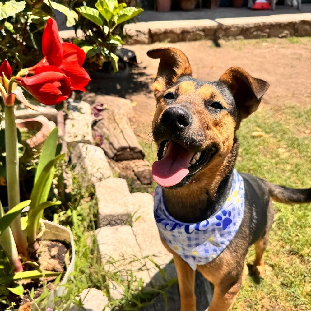 ZENA, Adopted, Puppy Female Mountain Cur.