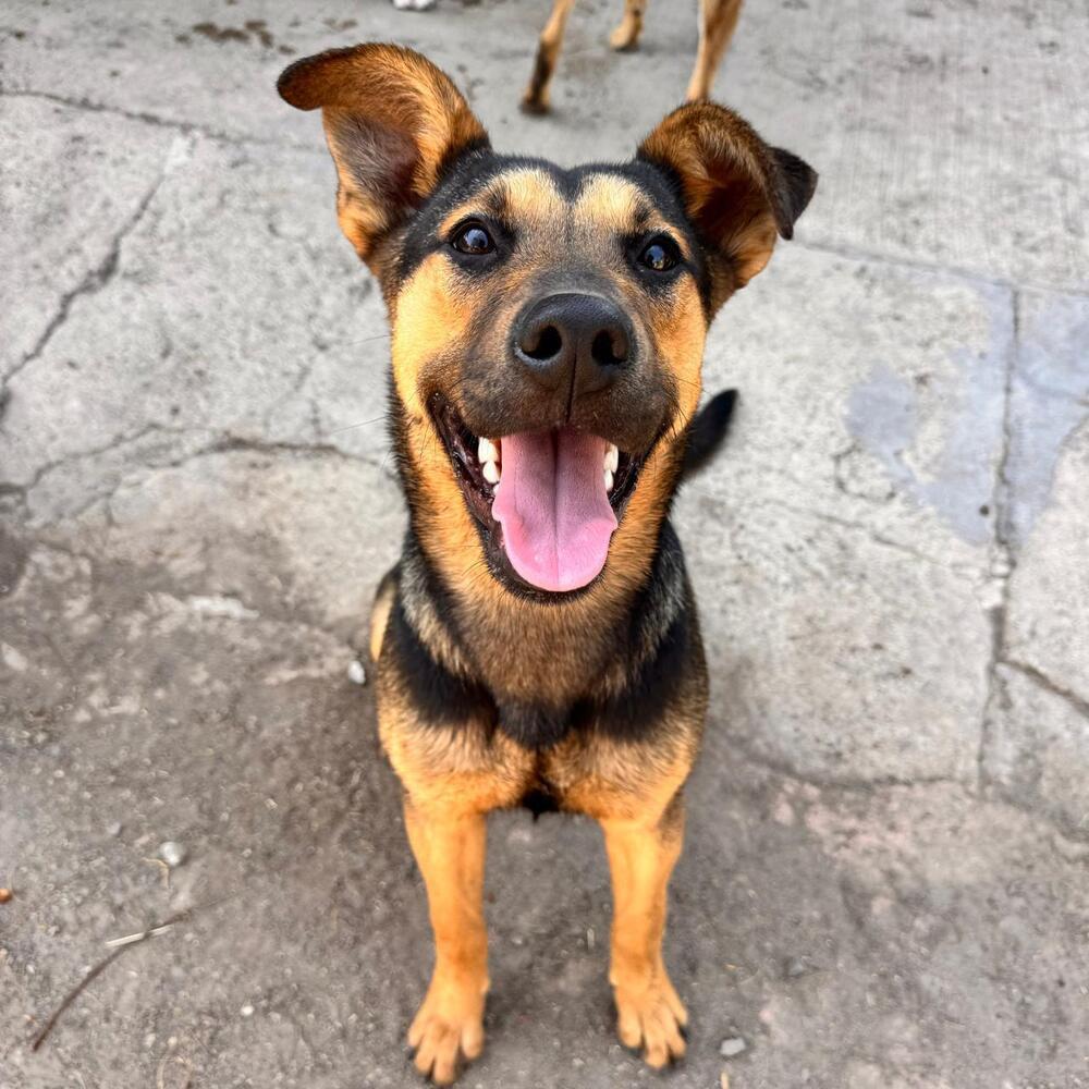 ZENA, Adopted, Puppy Female Mountain Cur.