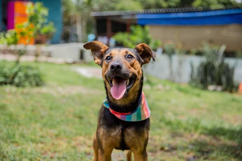 Enlarge ZENA, a Adopted mixed breed in Langley, BC image 3/6