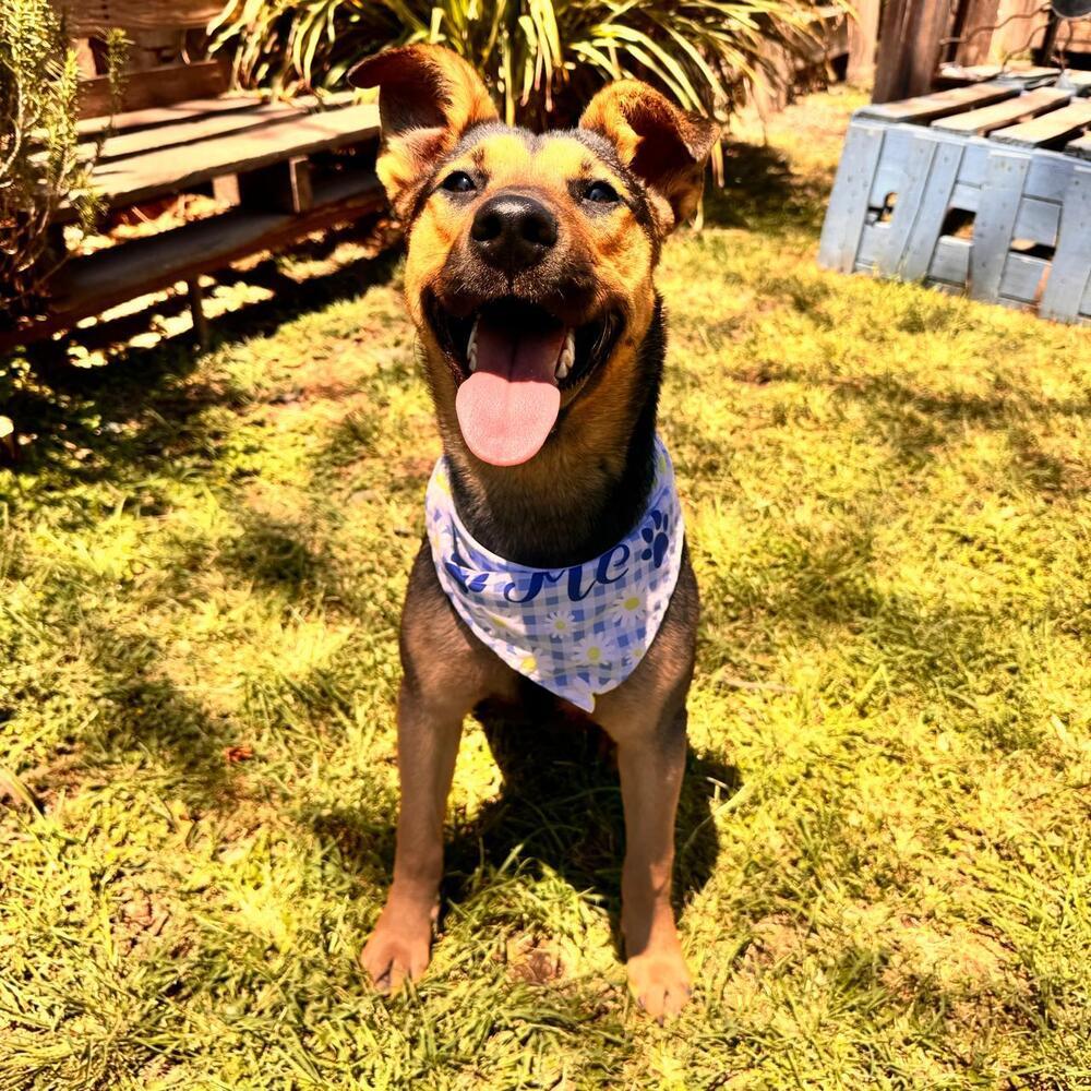 Enlarge ZENA, a Adopted mixed breed in Langley, BC image 4/6