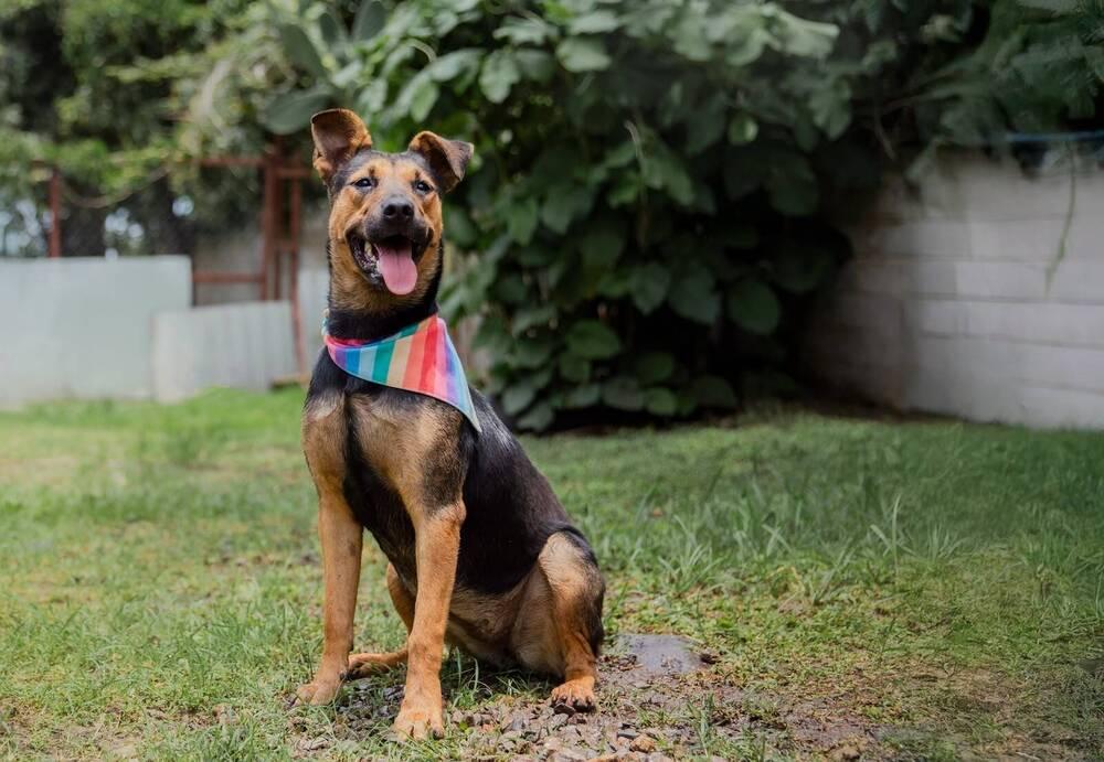 Enlarge ZENA, a Adopted mixed breed in Langley, BC image 4/6