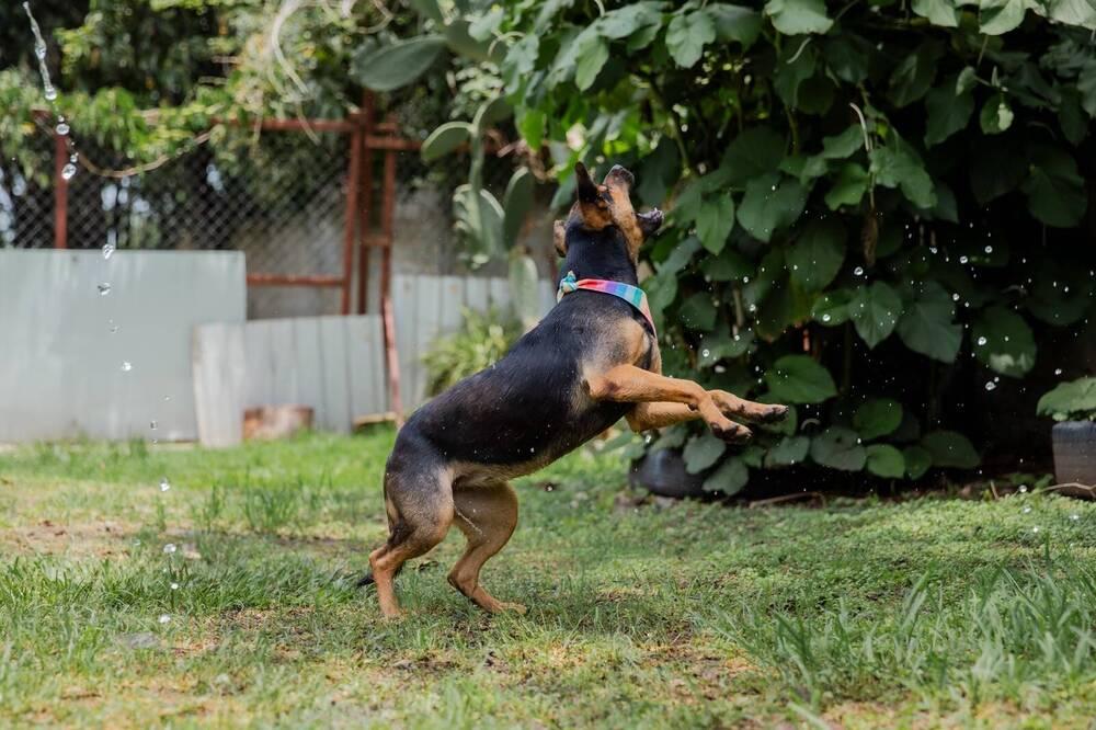 Enlarge ZENA, a Adopted mixed breed in Langley, BC image 5/6