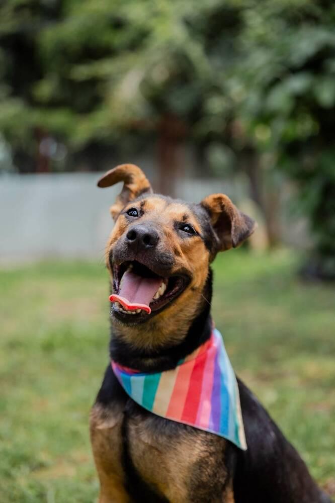 Enlarge ZENA, a Adopted mixed breed in Langley, BC image 6/6