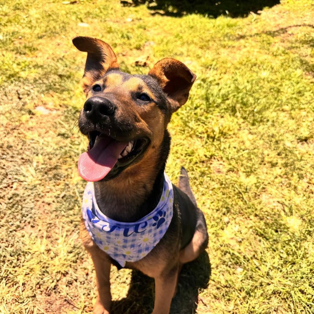 Enlarge ZENA, a Adopted mixed breed in Langley, BC image 5/6