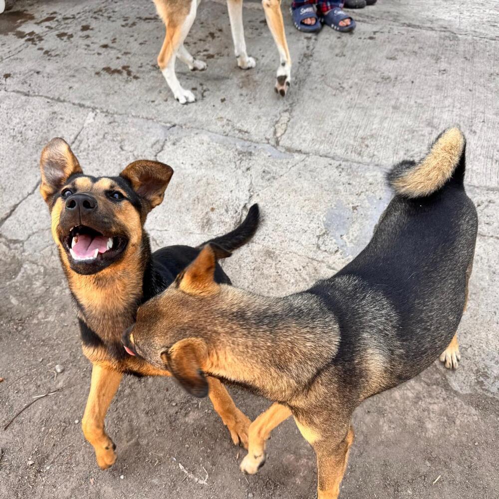 Enlarge ZENA, a Adopted mixed breed in Langley, BC image 6/6