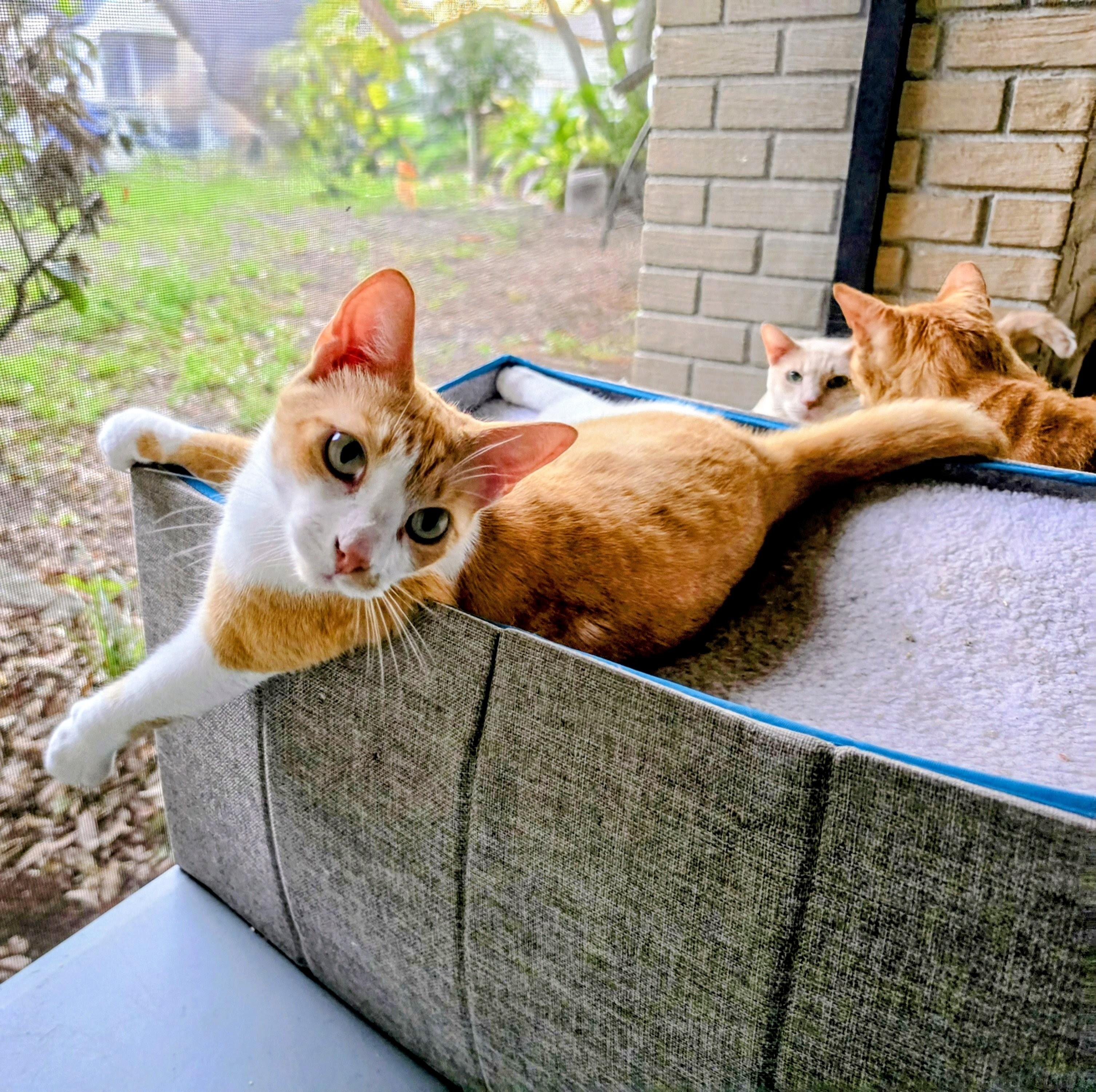 Enlarge Marley, a Adoptable Domestic Short Hair in New Port Richey, FL image 2/2