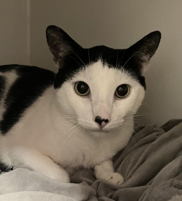 Mr.Maui, Adoptable, Adult Male Domestic Short Hair.