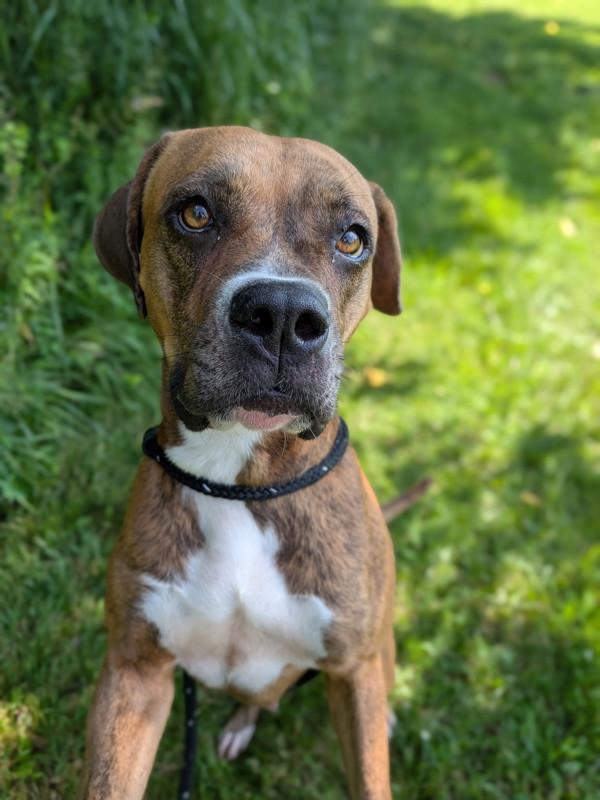 Dixie, Adoptable, Adult Female Boxer & Pit Bull Terrier.