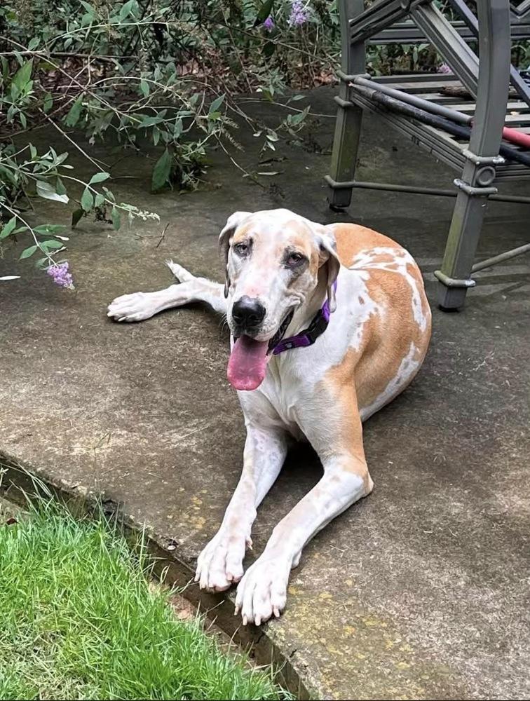 Enlarge Daisy Mae, a Adoptable Great Dane in Milton, GA image 1/3