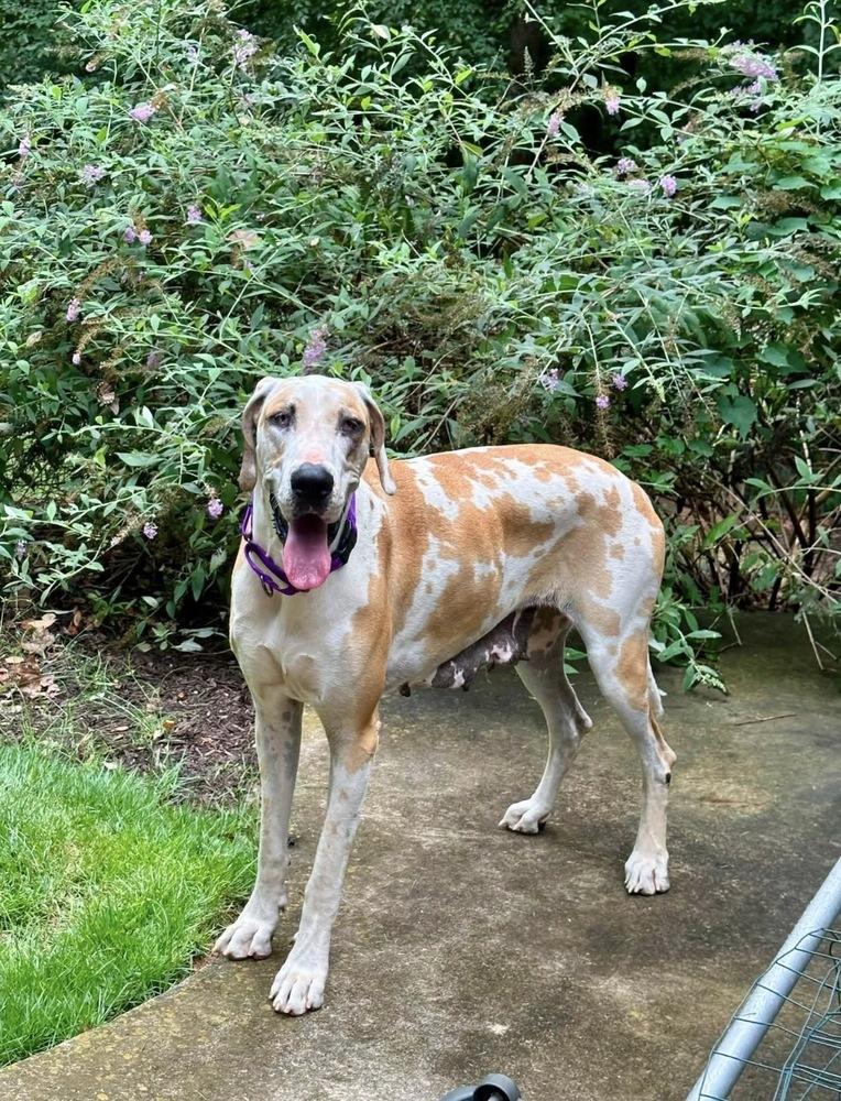Enlarge Daisy Mae, a Adoptable Great Dane in Milton, GA image 2/3