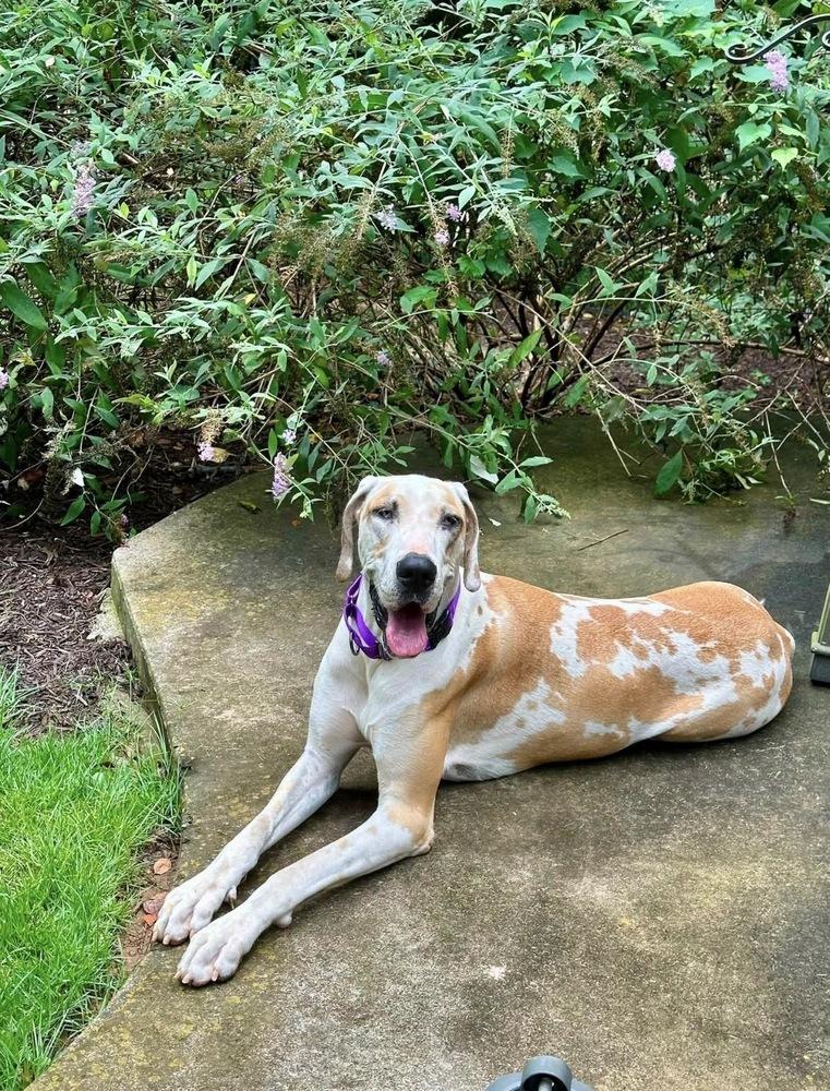 Enlarge Daisy Mae, a Adoptable Great Dane in Milton, GA image 3/3