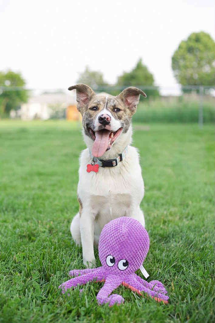 Sheba, Baby Female Mixed Breed