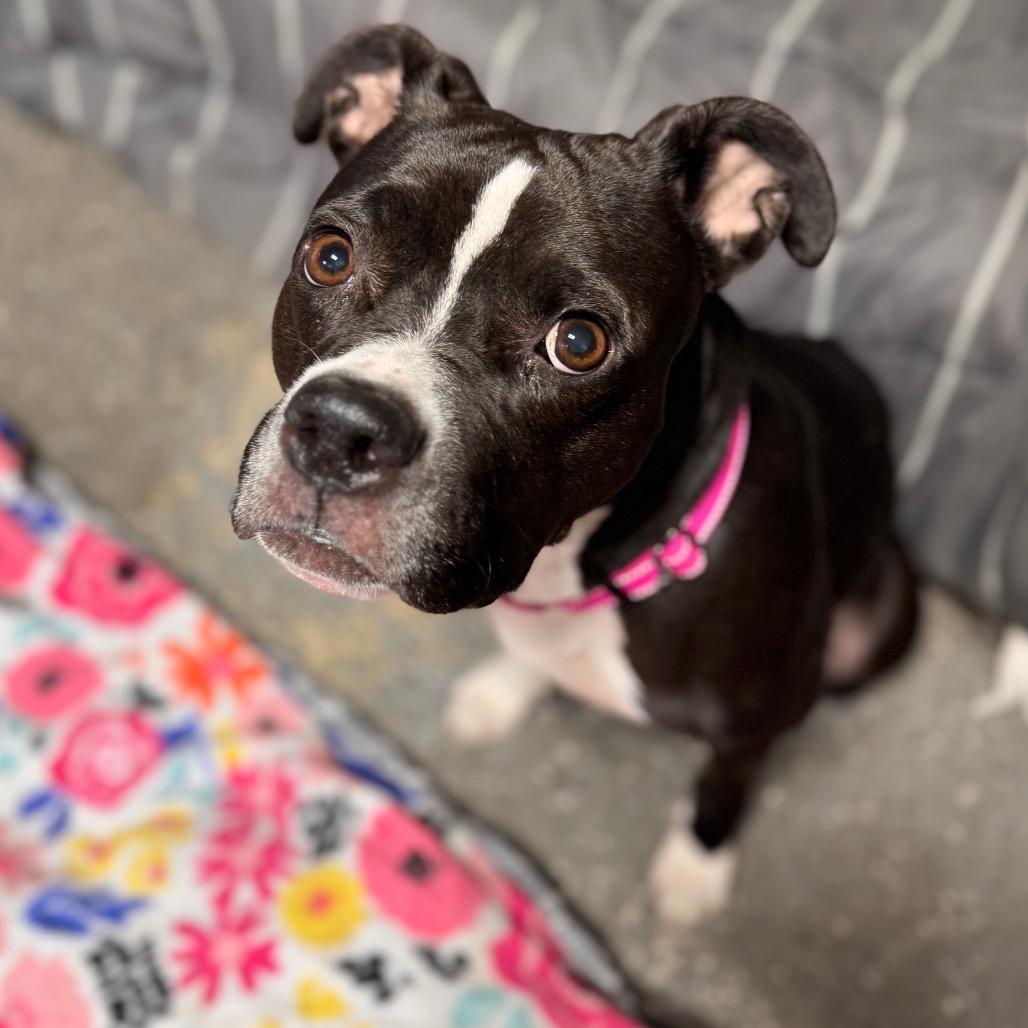 Grace, Adoptable, Adult Female Boxer & Mixed Breed.