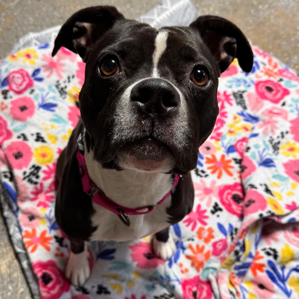 Enlarge Grace, a Adoptable mixed breed in Newark, NJ image 2/2