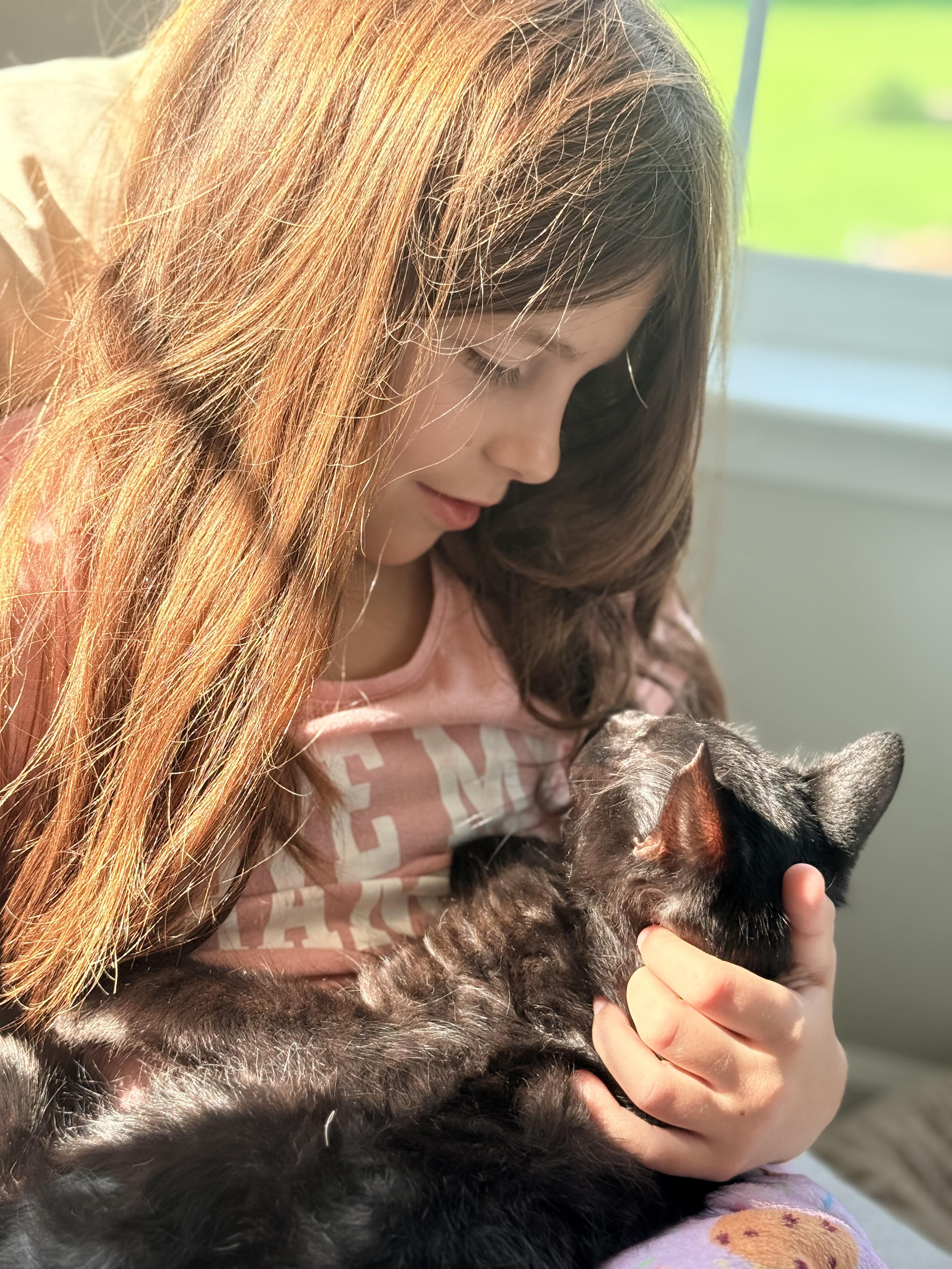 Buffalo Bill & Annie Oakley, a Adoptable Domestic Medium Hair in Leesburg, VA image 2/6