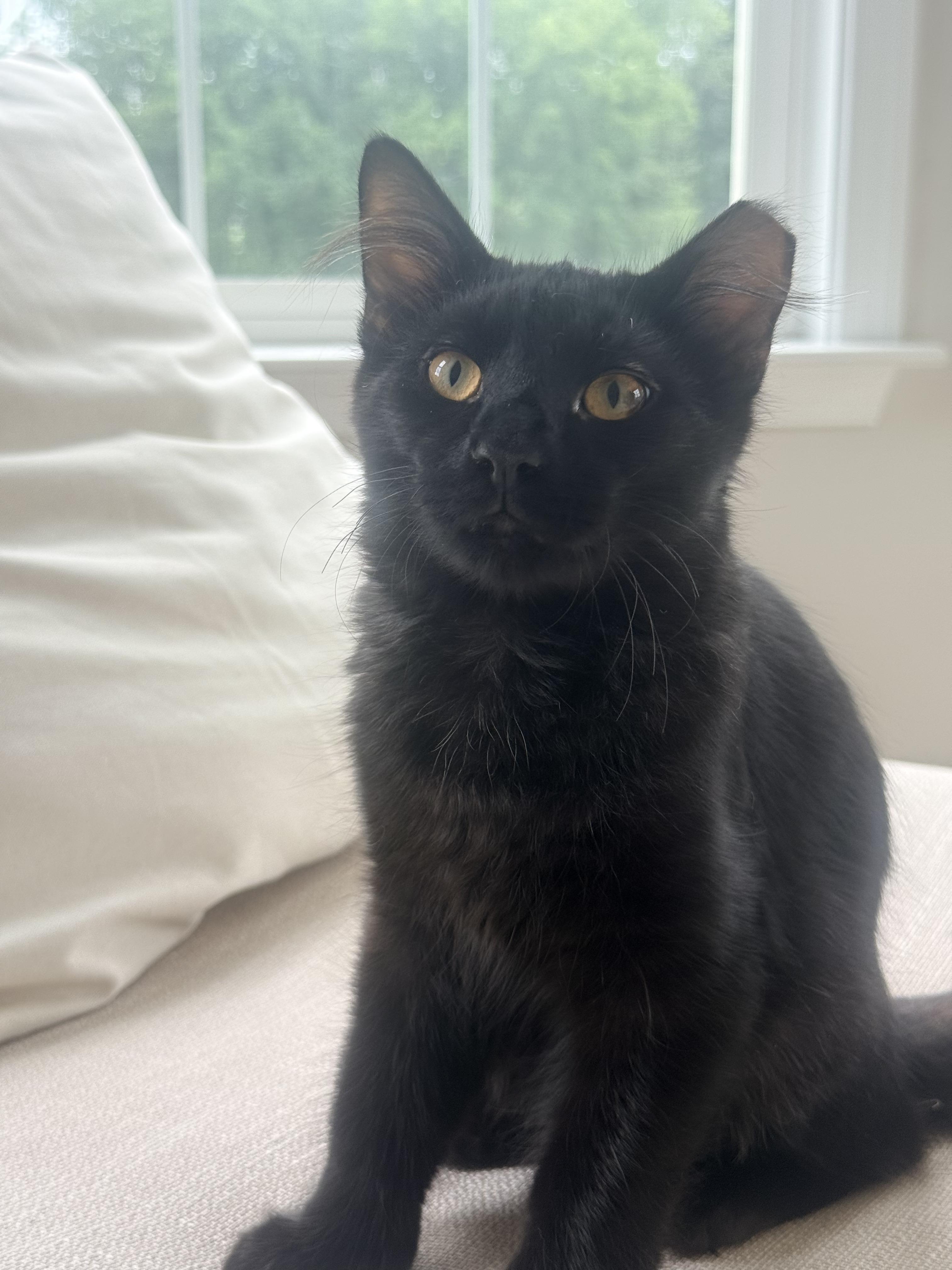 Buffalo Bill & Annie Oakley, a Adoptable Domestic Medium Hair in Leesburg, VA image 3/6