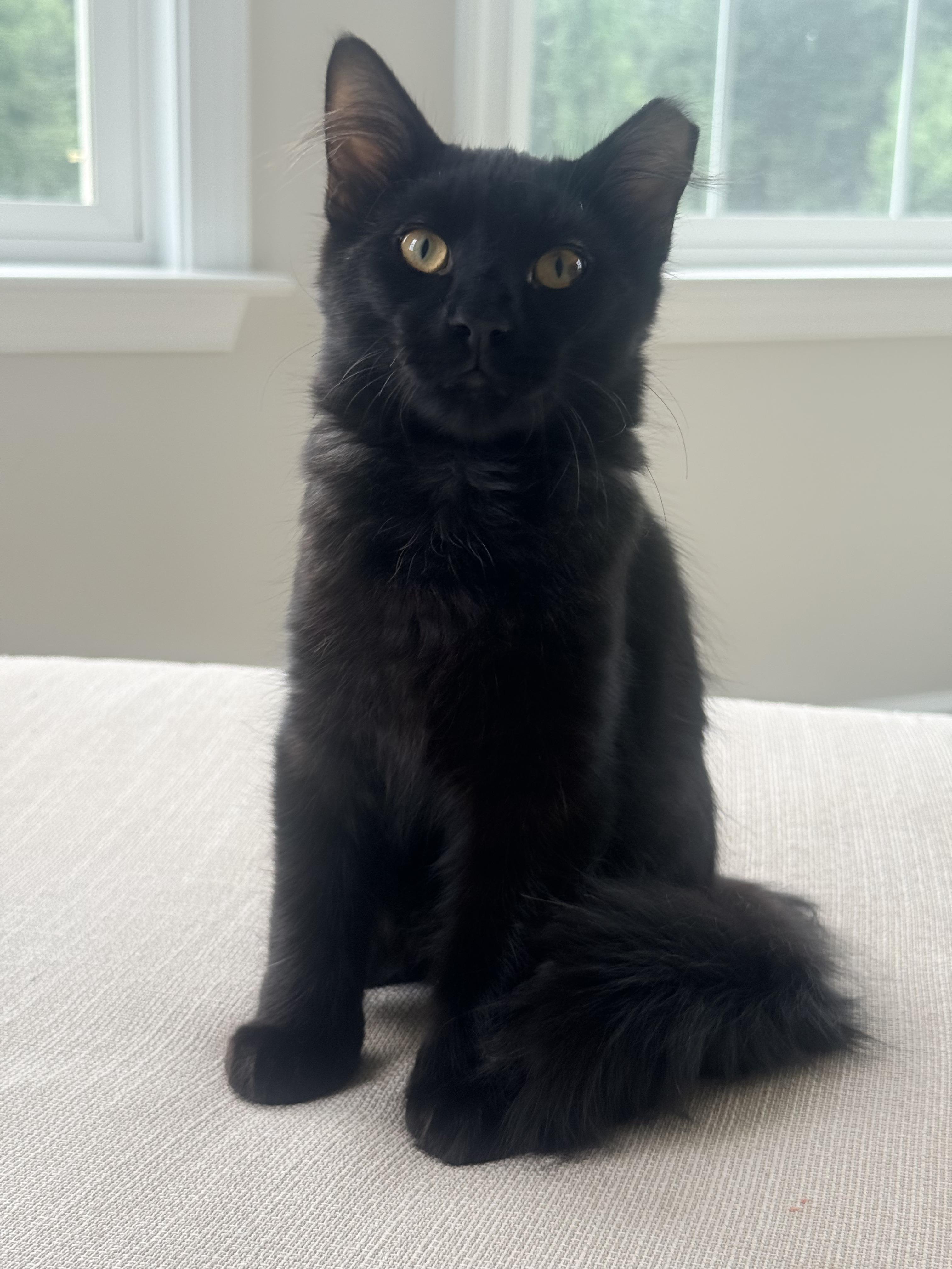 Buffalo Bill & Annie Oakley, Adoptable, Kitten Male Domestic Medium Hair.