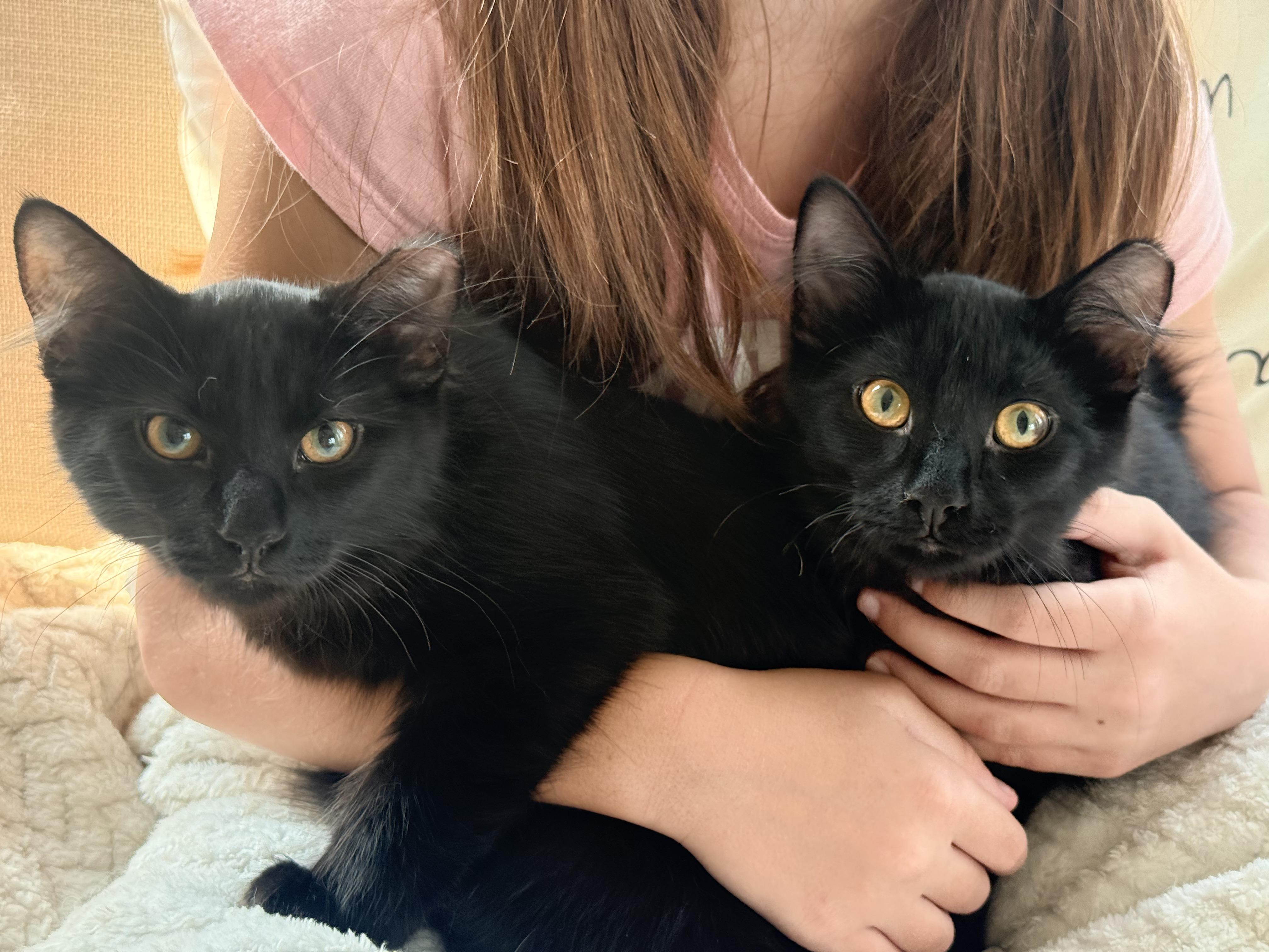 Buffalo Bill & Annie Oakley, a Adoptable Domestic Medium Hair in Leesburg, VA image 4/6