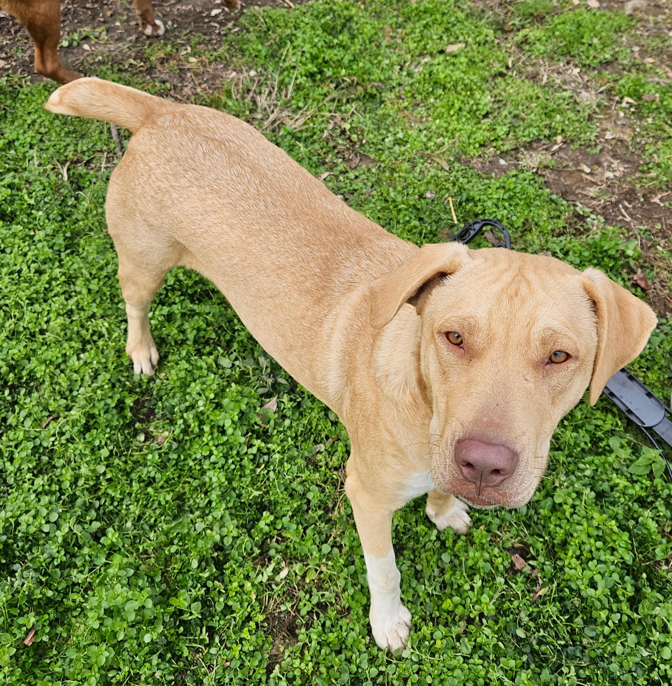 Enlarge Cade, a Adoptable mixed breed in Tracy City , TN image 1/3