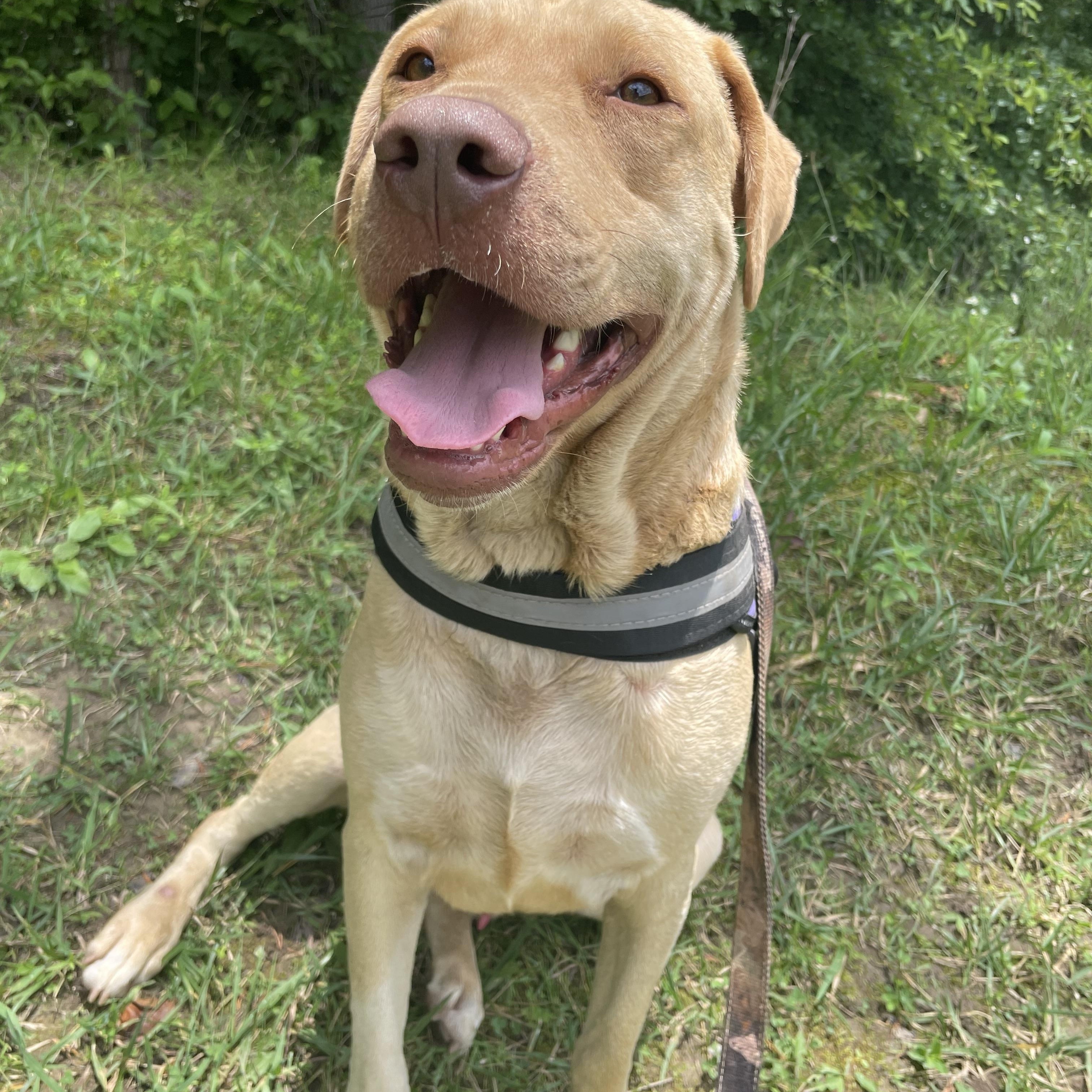 Cade, Adoptable, Adult Male Labrador Retriever & Boxer.