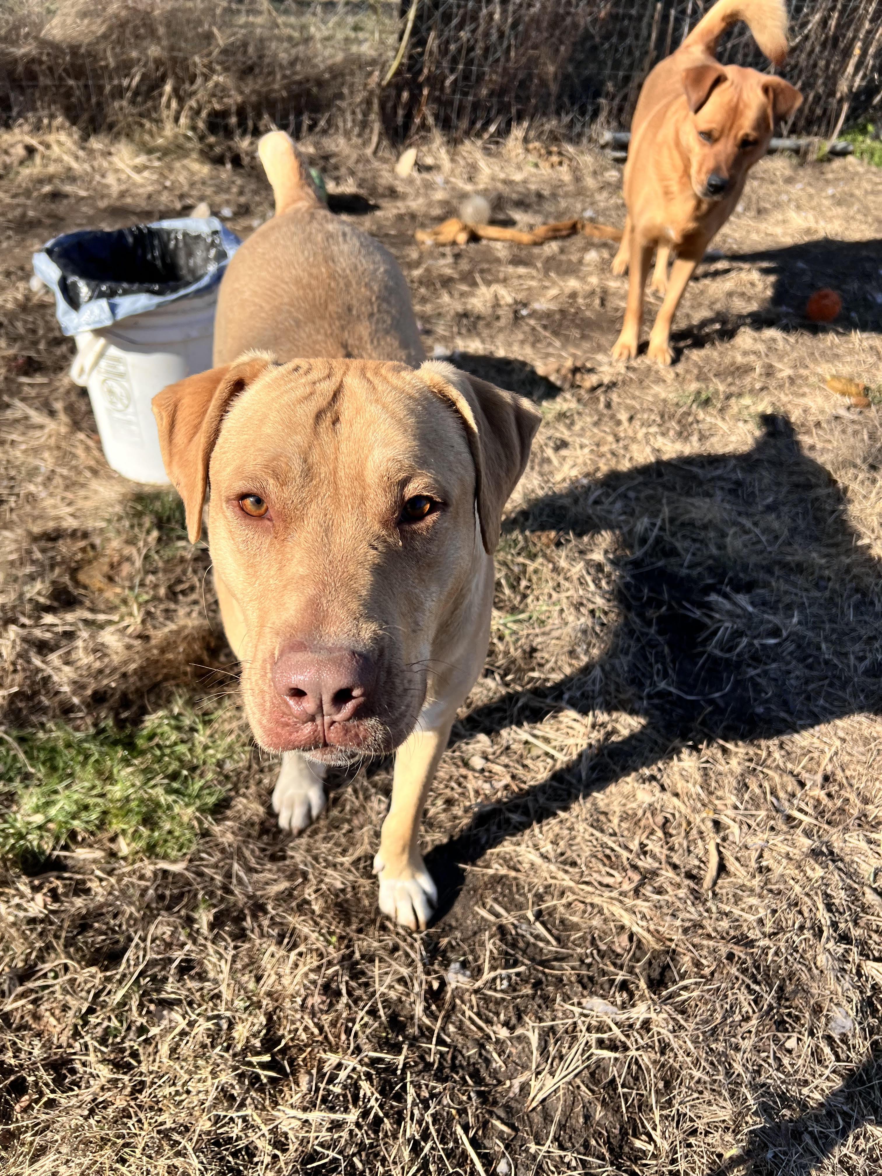 Cade, a Adoptable mixed breed in Tracy City , TN image 2/3