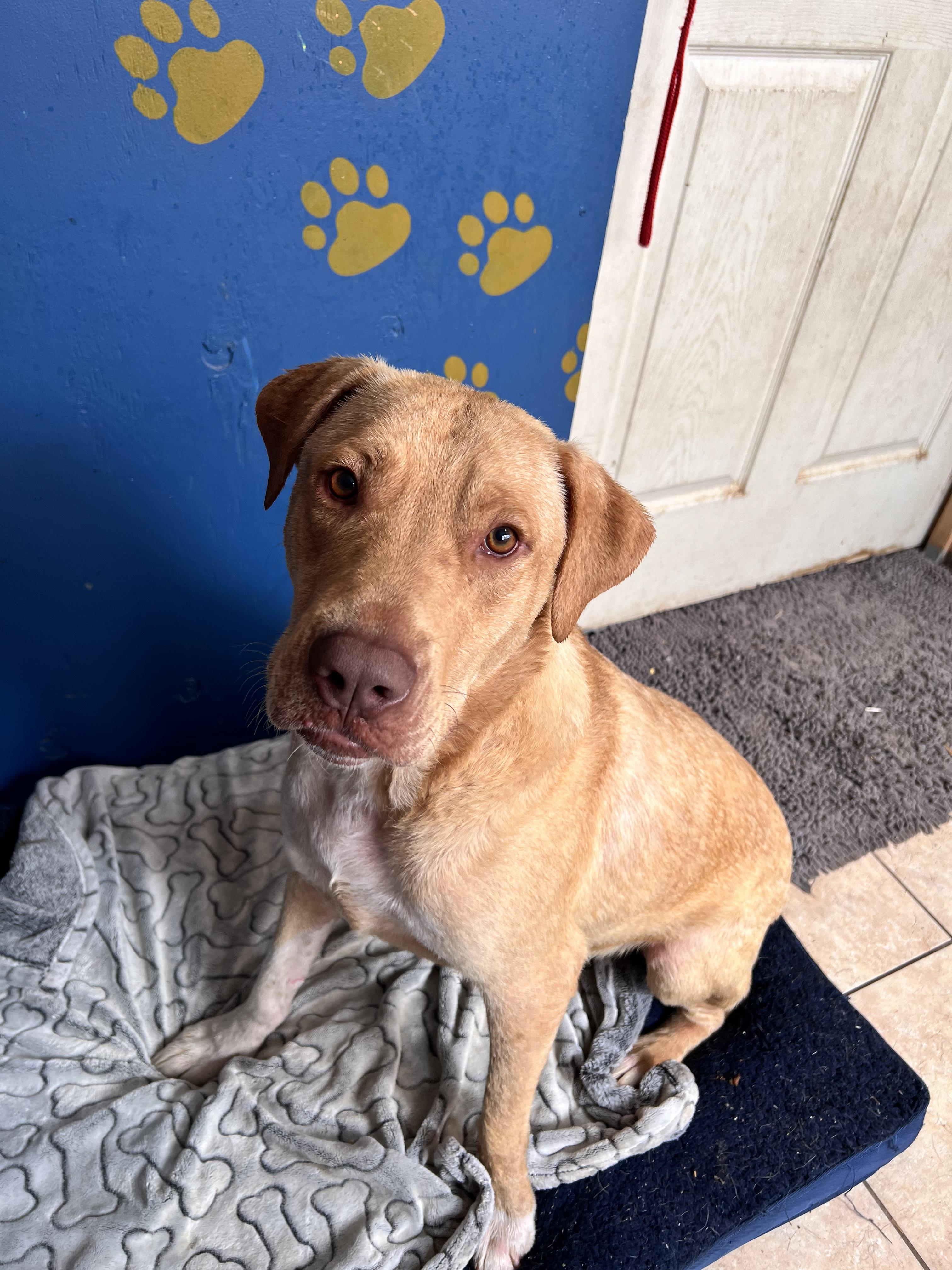 Enlarge Cade, a Adoptable mixed breed in Tracy City , TN image 2/3