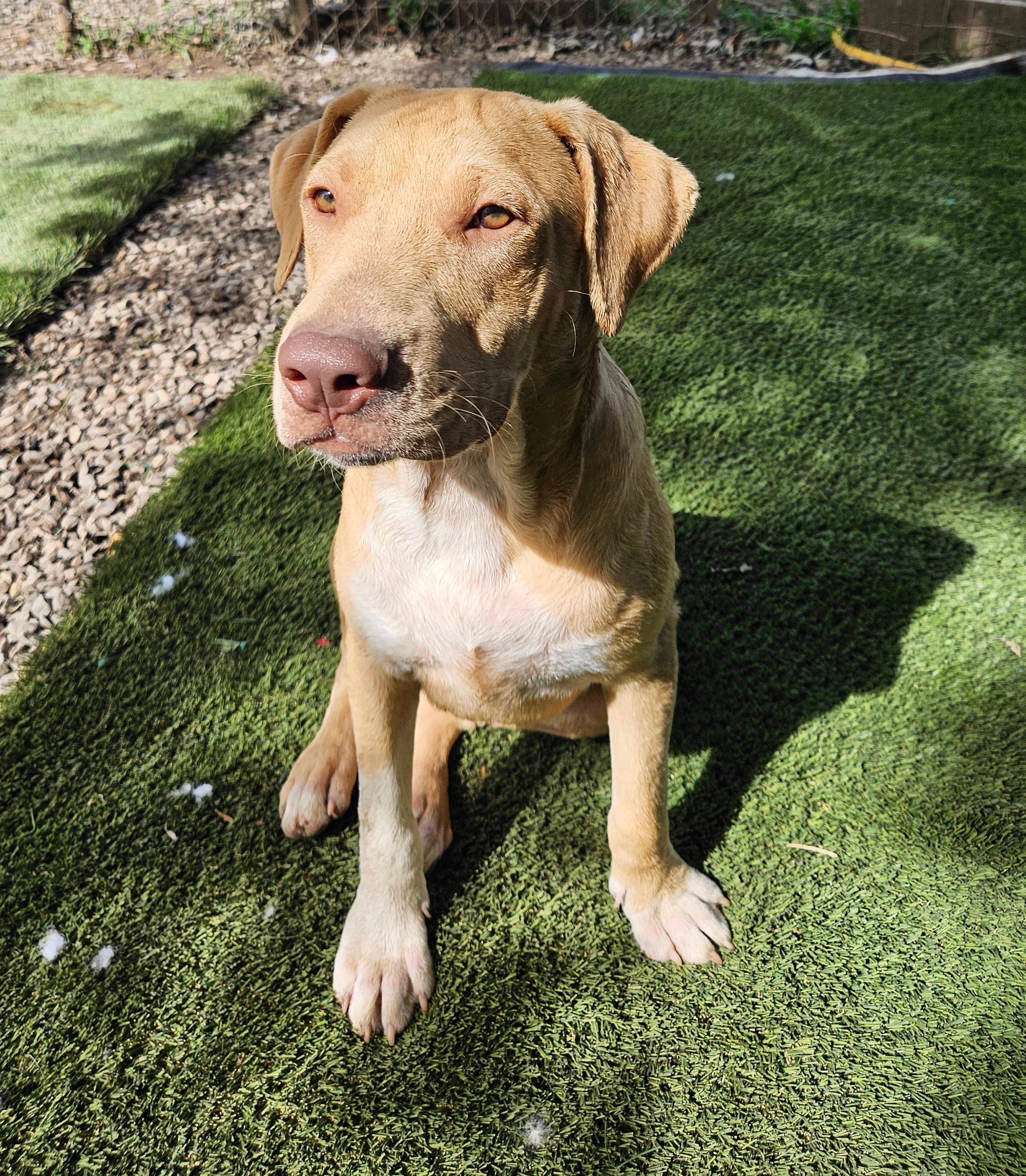 Enlarge Cade, a Adoptable mixed breed in Tracy City , TN image 3/3