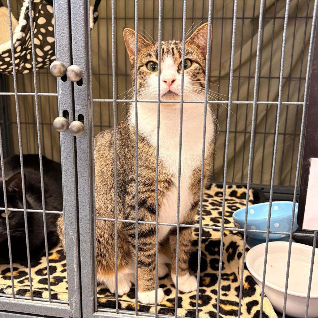 Willow, a Adoptable Domestic Short Hair in Enid, OK image 1/4