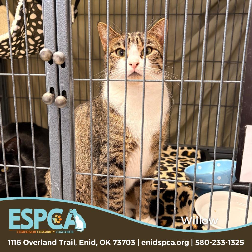 Willow, a Adoptable Domestic Short Hair in Enid, OK image 2/4