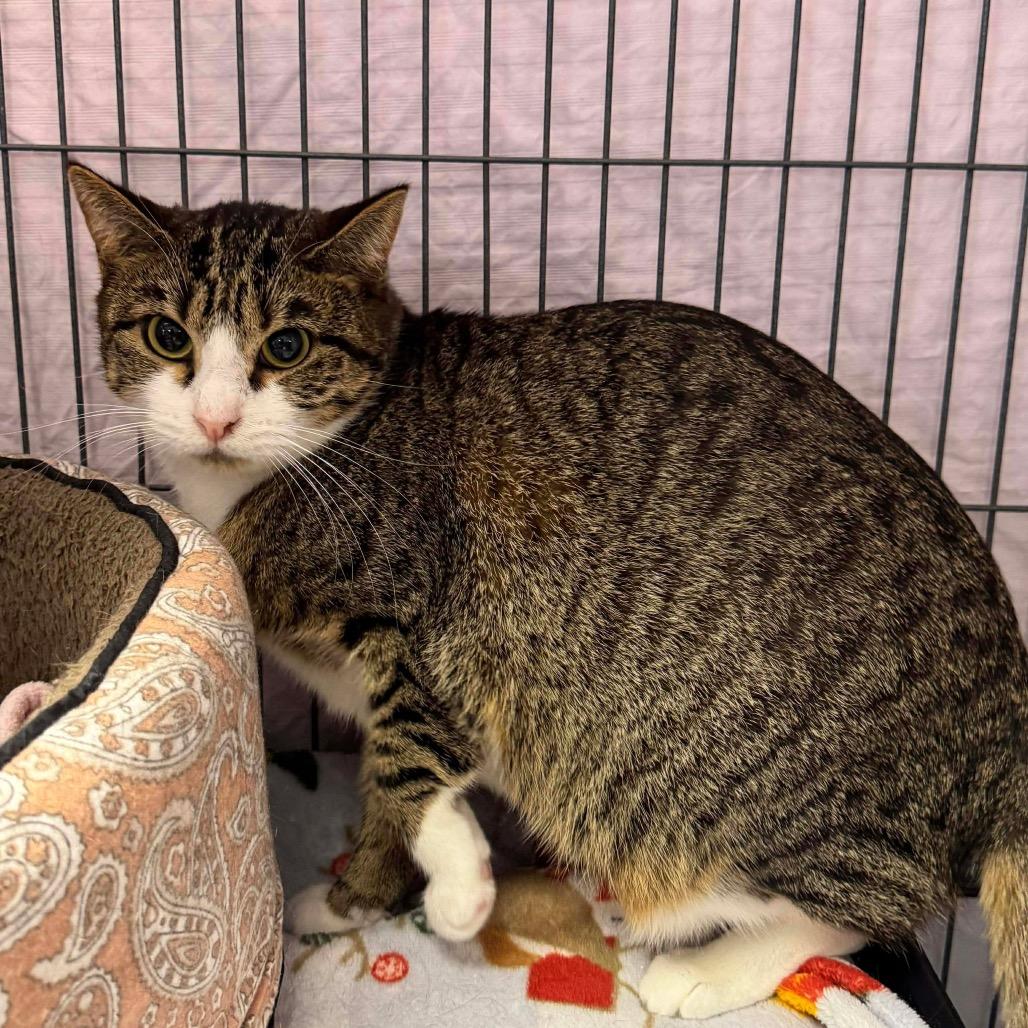 Willow — thumbnail 3