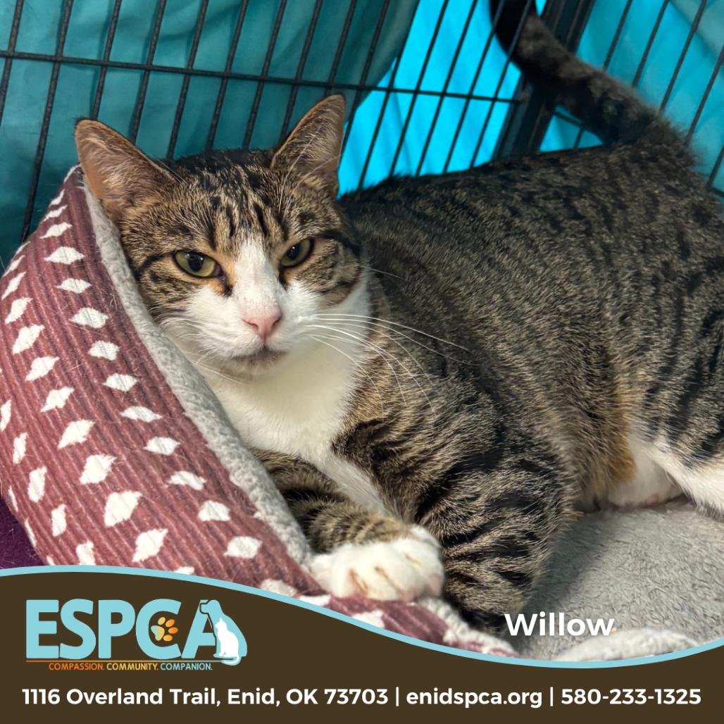 Enlarge Willow, a Adoptable Domestic Short Hair in Enid, OK image 5/5