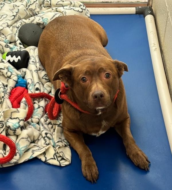 Enlarge Ember, a Adoptable mixed breed in Kennewick, WA image 1/1