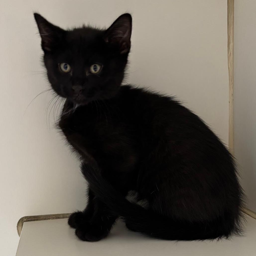 Dragonfly, Adoptable, Kitten Male Domestic Short Hair.