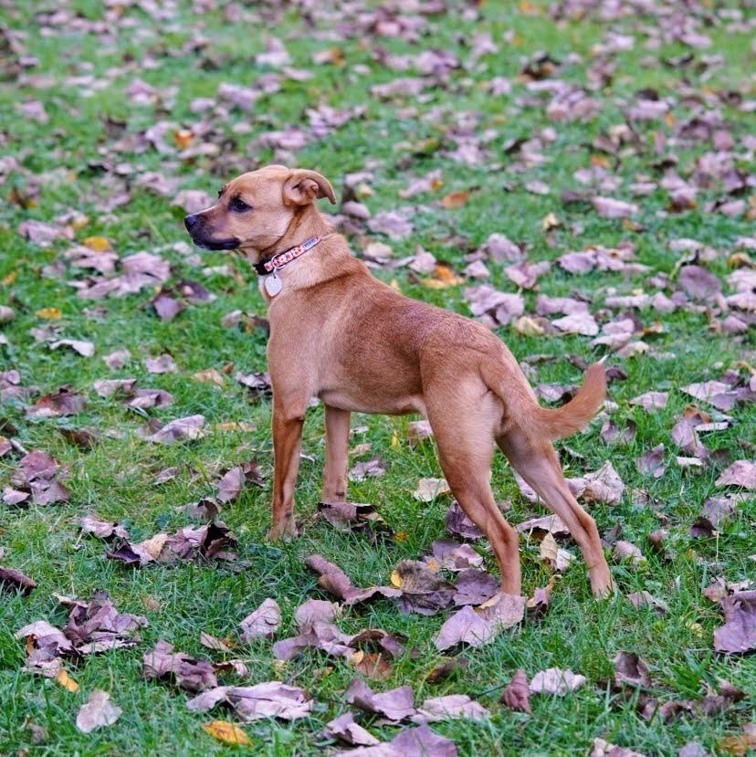 Enlarge Hazelnut, a Adoptable mixed breed in Reynoldsburg, OH image 1/6