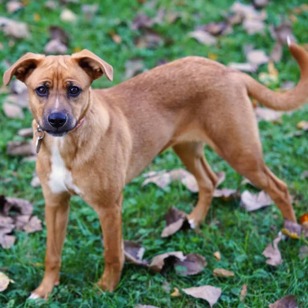 Enlarge Hazelnut, a Adoptable mixed breed in Reynoldsburg, OH image 2/6