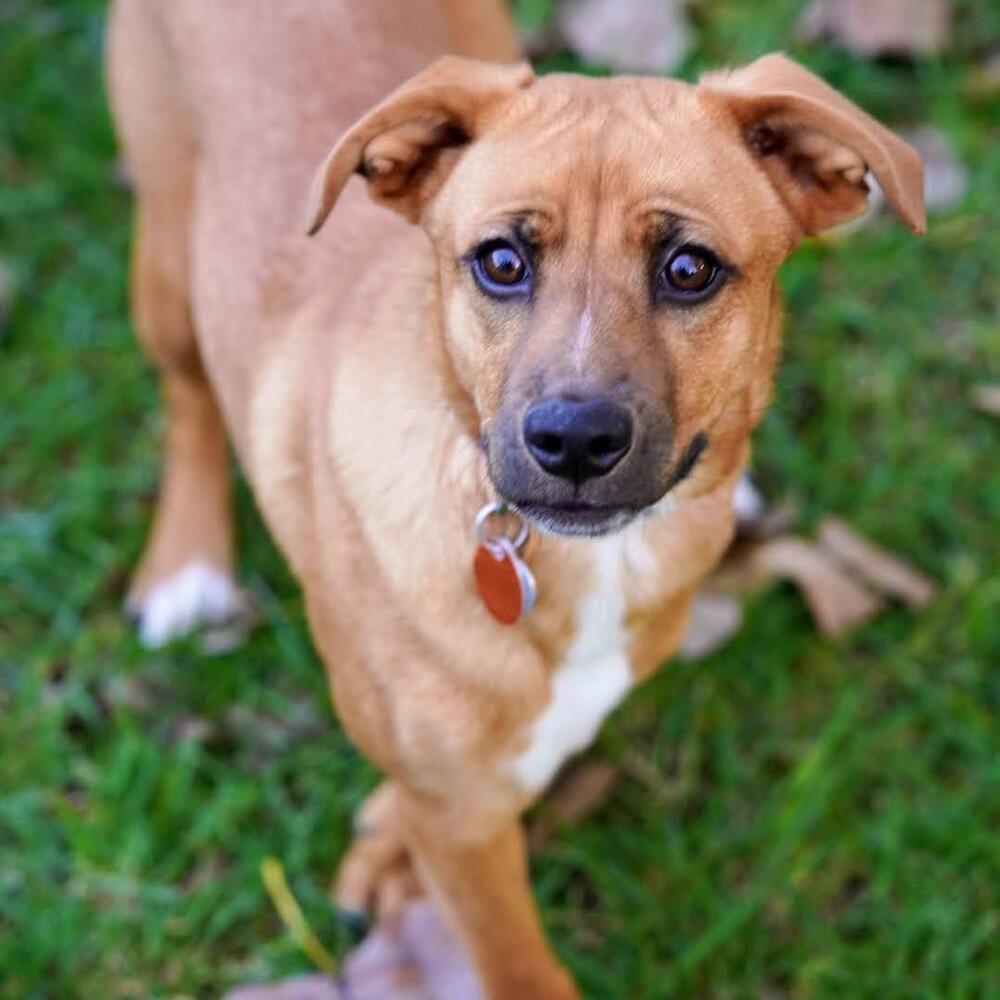 Enlarge Hazelnut, a Adoptable mixed breed in Reynoldsburg, OH image 3/6