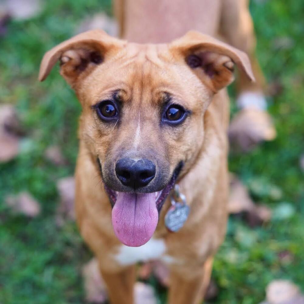 Enlarge Hazelnut, a Adoptable mixed breed in Reynoldsburg, OH image 4/6