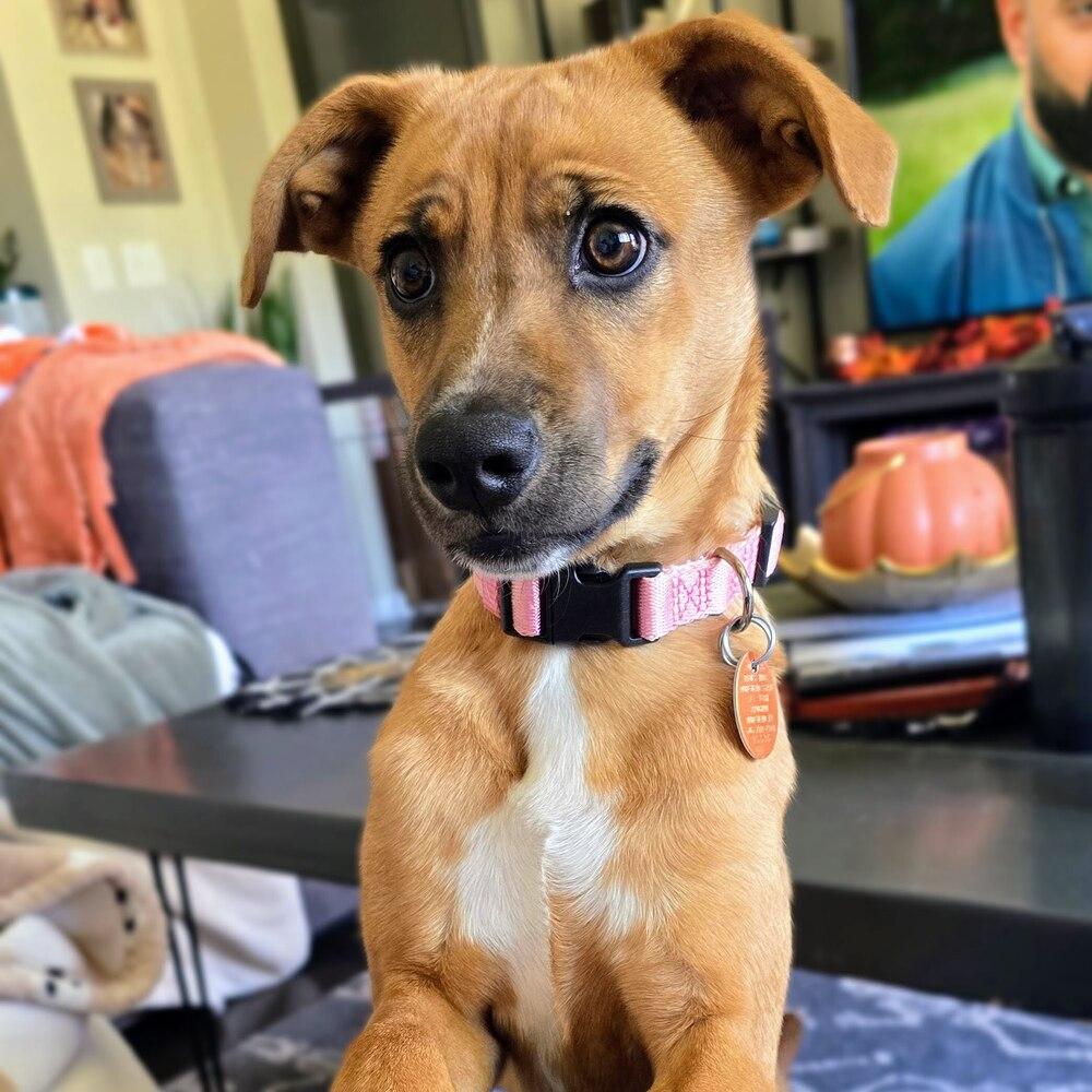 Enlarge Hazelnut, a Adoptable mixed breed in Reynoldsburg, OH image 5/6