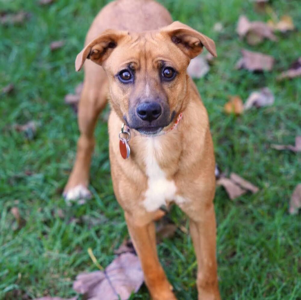 Enlarge Hazelnut, a Adoptable mixed breed in Reynoldsburg, OH image 6/6