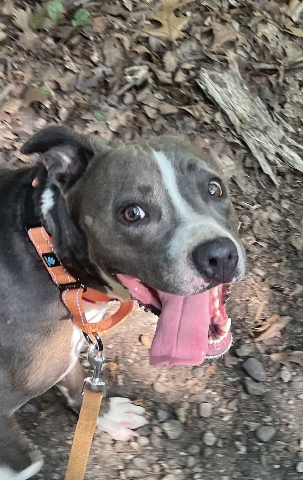 Lilac, Adoptable, Adult Female American Staffordshire Terrier.