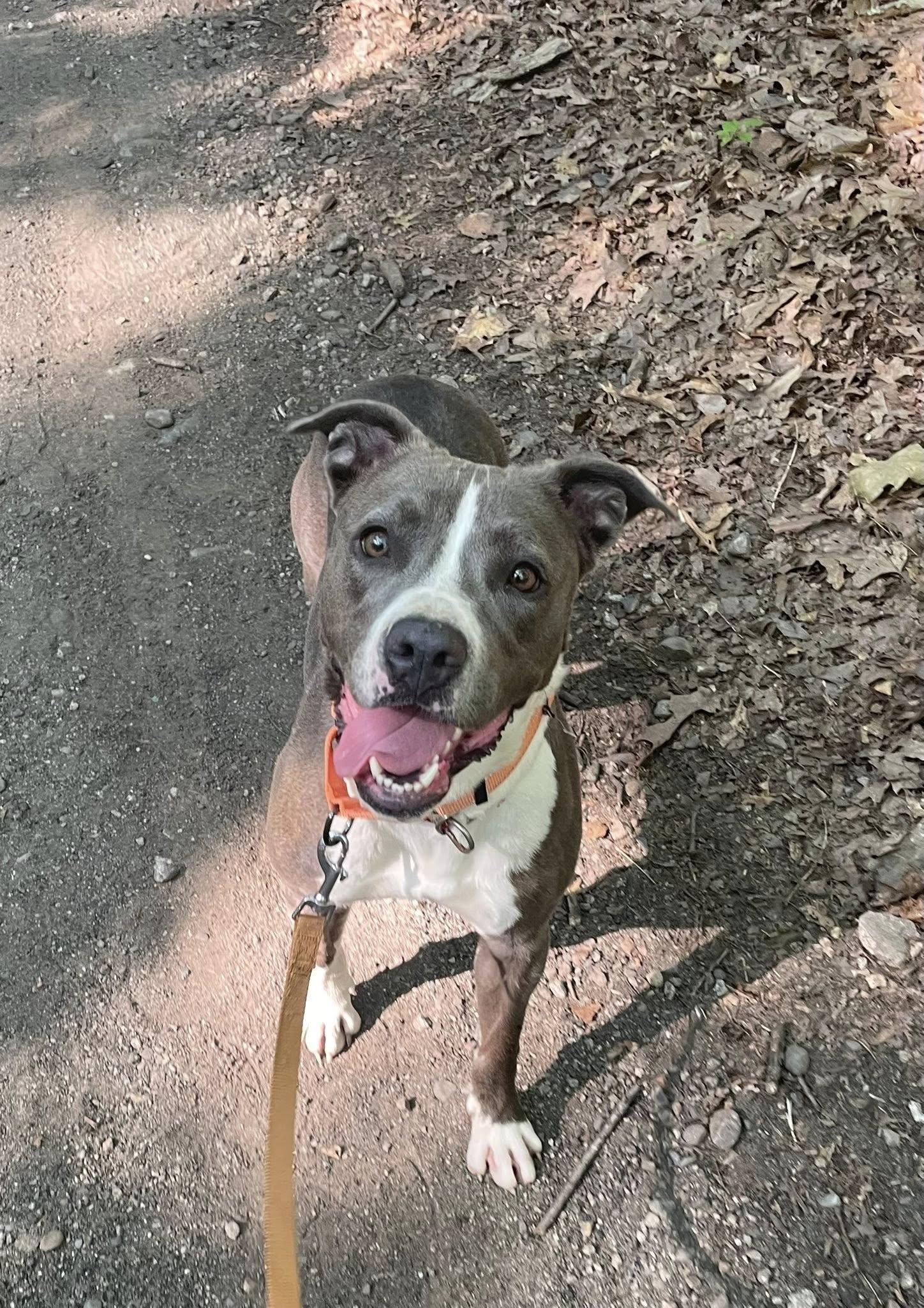 Lilac, a Adoptable American Staffordshire Terrier in Wanaque, NJ image 2/6