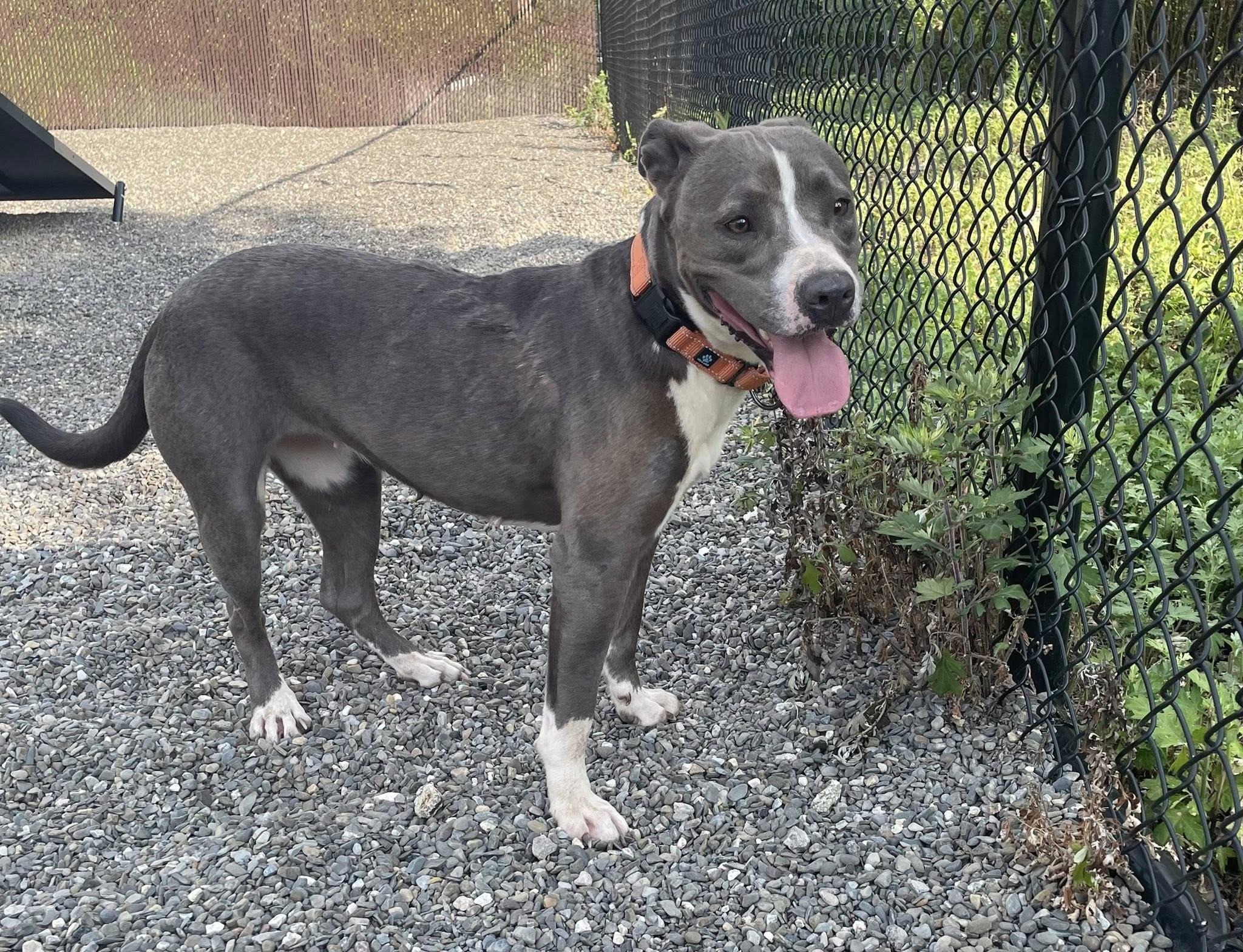 Lilac, a Adoptable American Staffordshire Terrier in Wanaque, NJ image 3/6