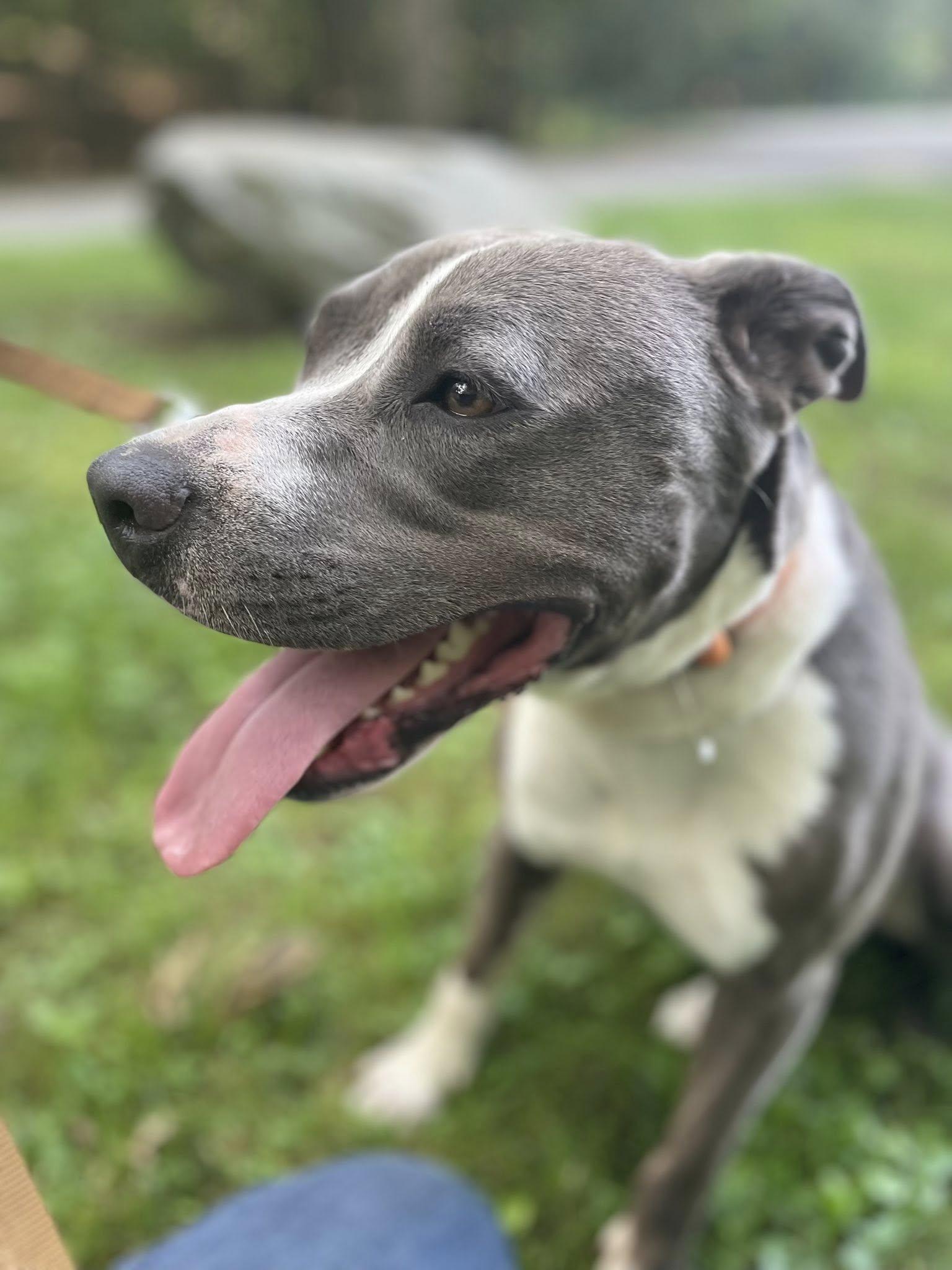 Lilac, a Adoptable American Staffordshire Terrier in Wanaque, NJ image 4/6