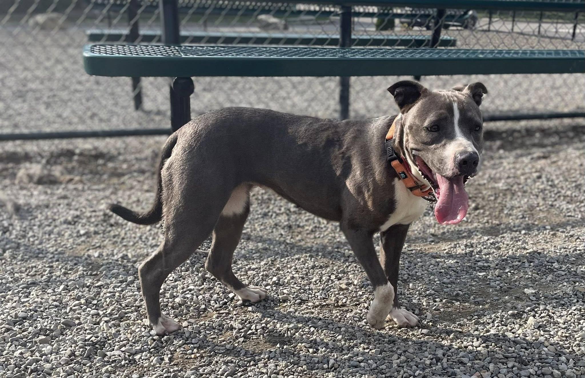 Lilac, a Adoptable American Staffordshire Terrier in Wanaque, NJ image 5/6