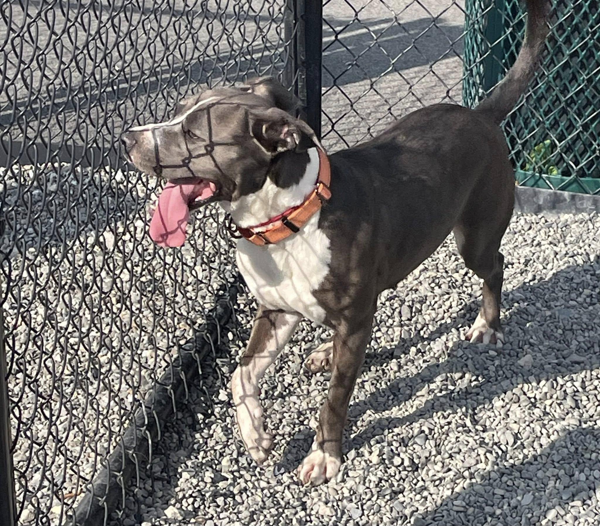 Lilac, a Adoptable American Staffordshire Terrier in Wanaque, NJ image 6/6